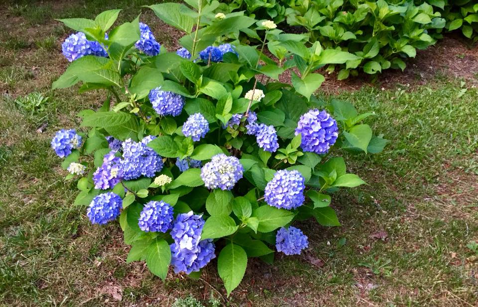 blue hydrangea plant in full bloom 